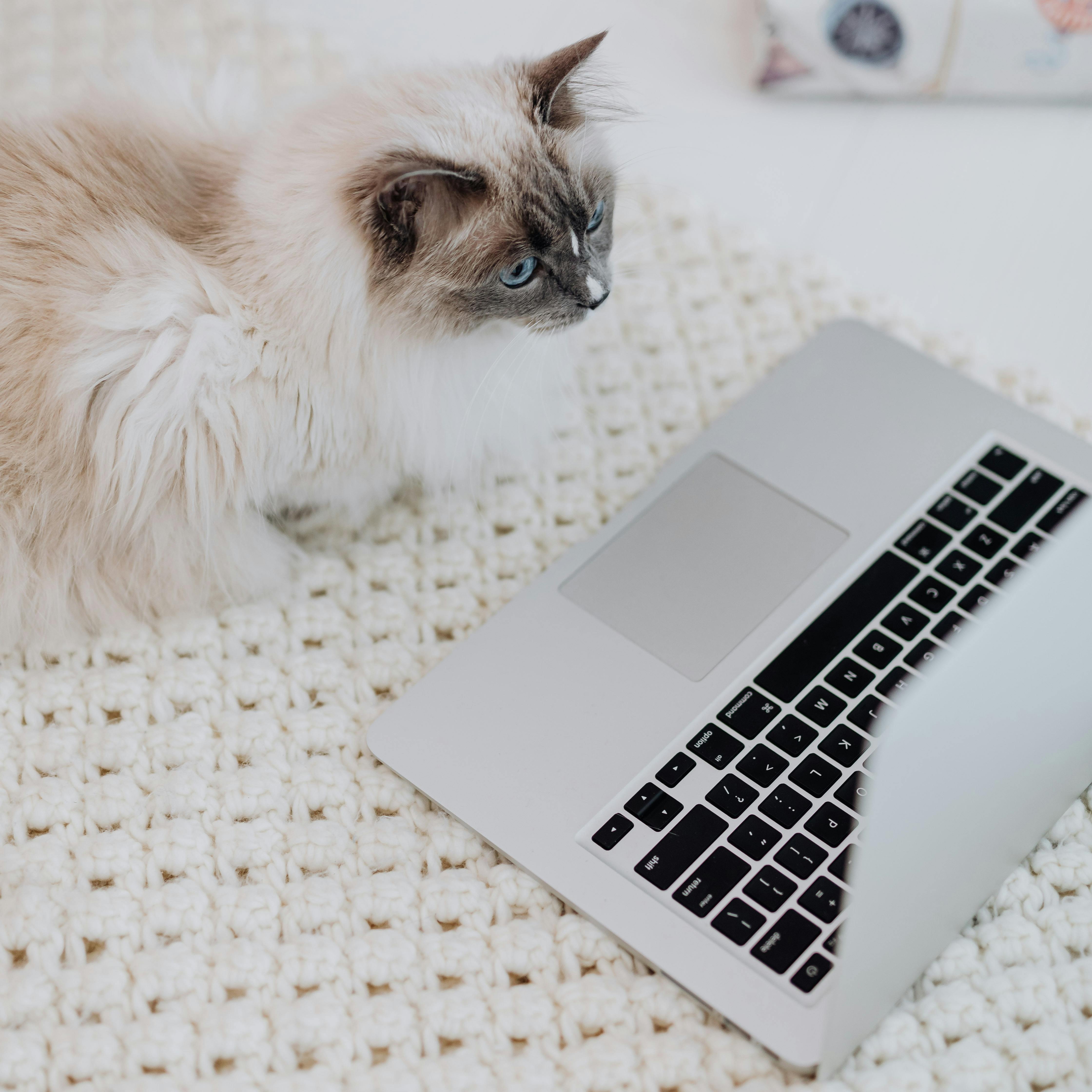 Konsultacja behawioralna online